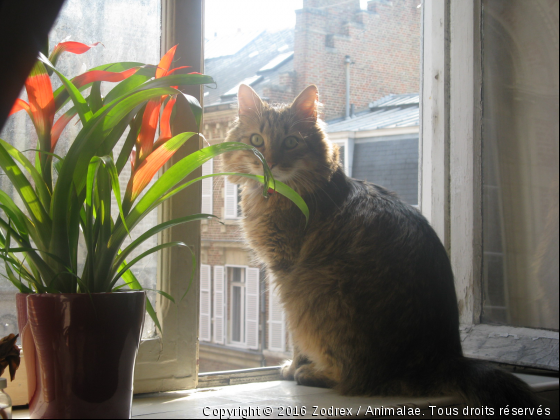 Chamallow - Photo de Chats
