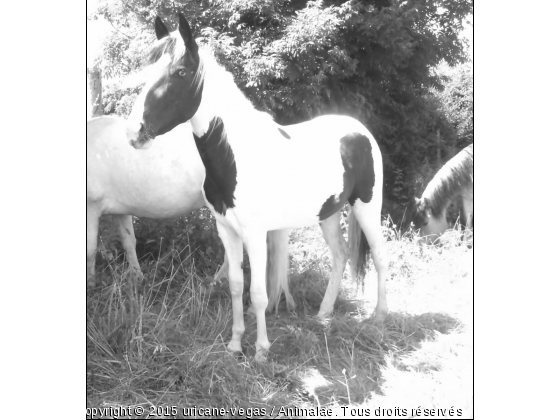 Vegas des Picard - Photo de Chevaux