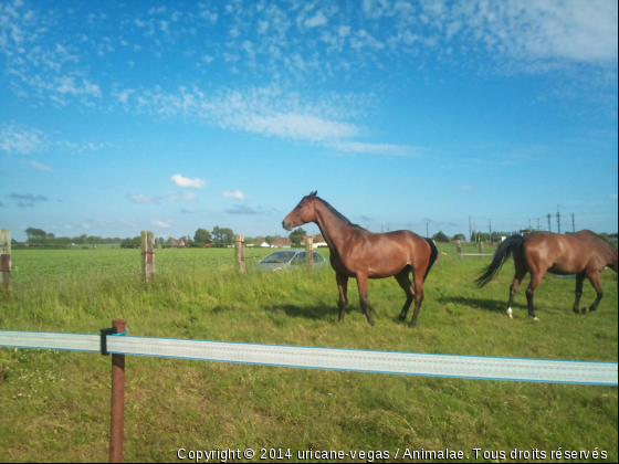 Le Cheval de MA vie C lLUI !! &lt;3 - Photo de Chevaux