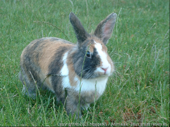 Nougat - Photo de Rongeurs