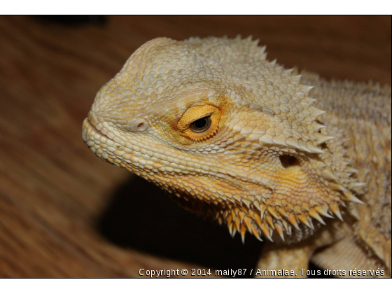 La douceur avc un grand D - Photo de Reptiles