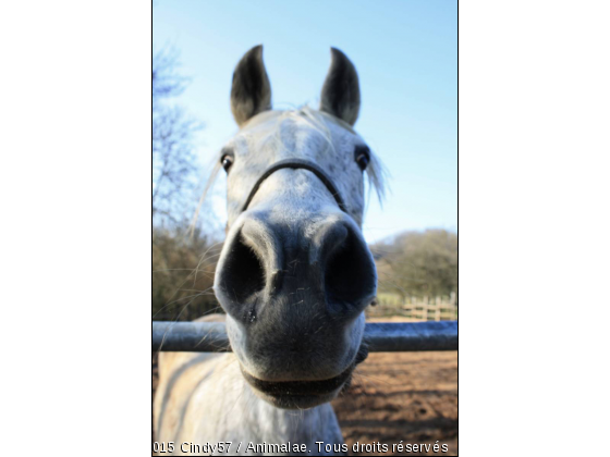 &quot; L&#039;air du paradis est celui qui souffle entre les oreilles d&#039;un cheval.&quot; - Photo de Chevaux