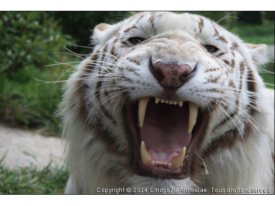 Tigrou blanc - Photo de Animaux sauvages