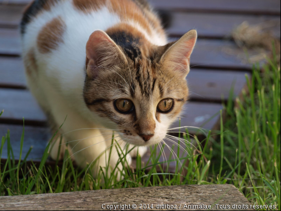 En plein jeu - Photo de Chats