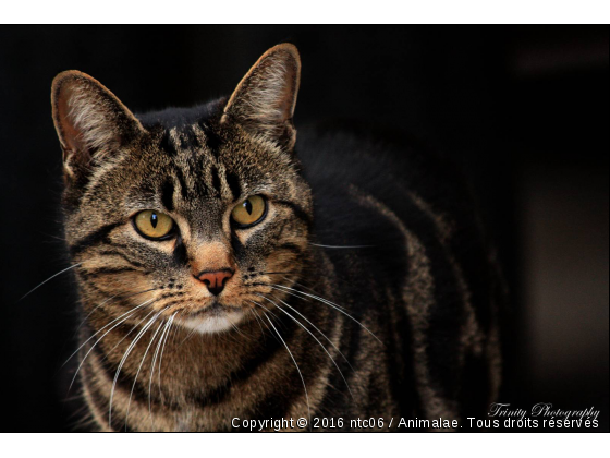 Regard de tiramisu - Photo de Chats