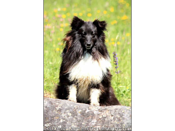 Sheltie - Photo de Chiens