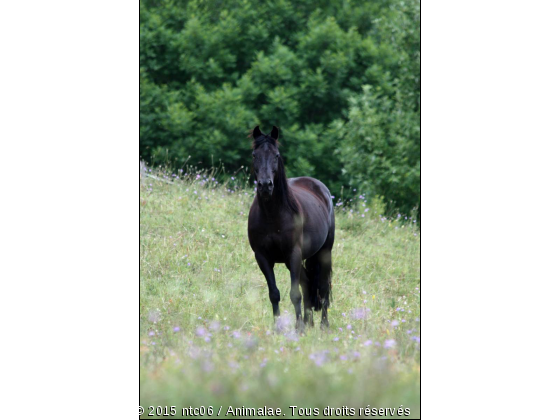 Etalon noir - Photo de Chevaux