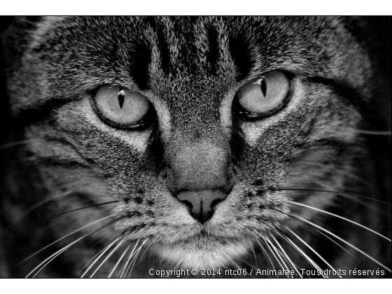 Portrait de chat - Photo de Chats