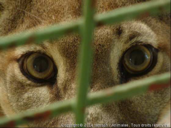 Dans les yeux de la captivité - Photo de Animaux sauvages