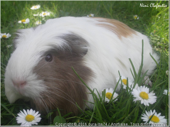 Nini Clafoutis la miss - Photo de Rongeurs