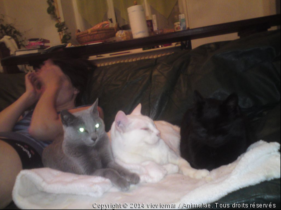 spoutnik, soyouz, pompon - Photo de Chats