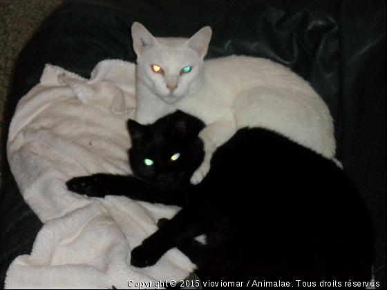 soyouz et pompon - Photo de Chats