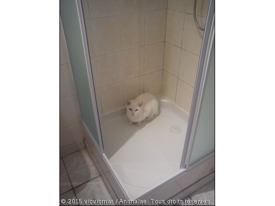 soyouz dans la douche un de ses endroits préférer - Photo de Chats