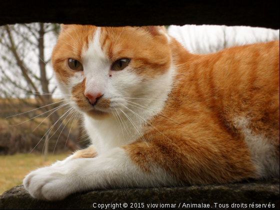 clochette - Photo de Chats