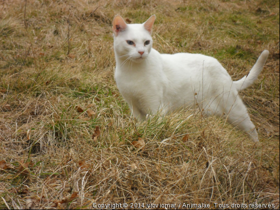 soyouz - Photo de Chats