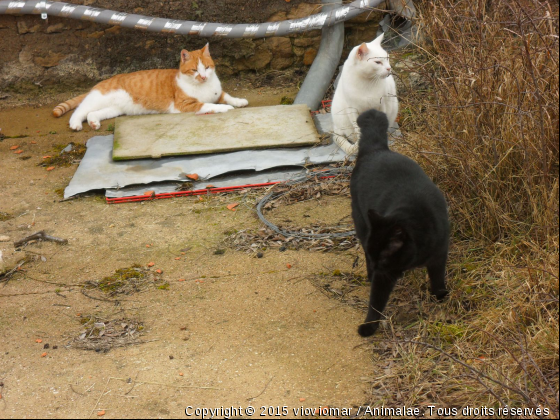 les 3 mousquetaires - Photo de Chats