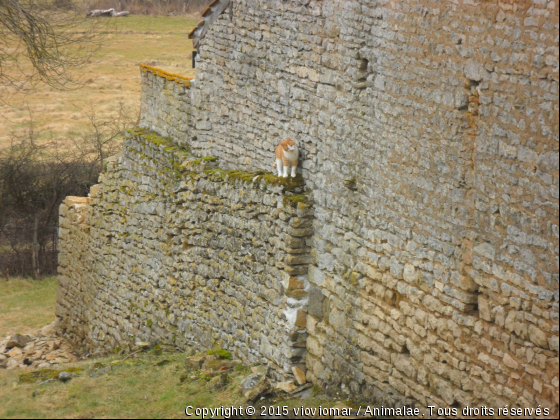 clochette - Photo de Chats