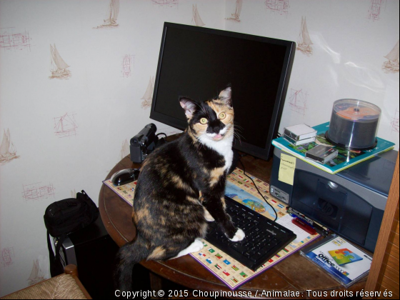 Pourquoi ta éteint l&#039;ordi - Photo de Chats