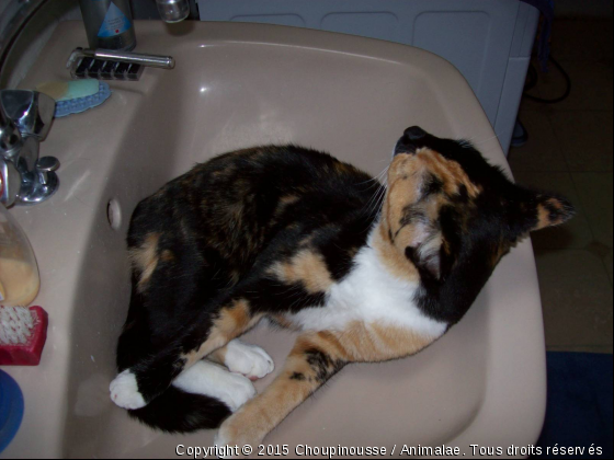 L&#039;heure du bain c&#039;est sacré - Photo de Chats