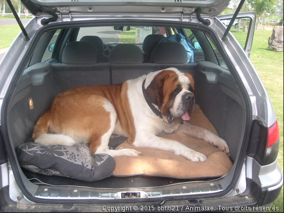 départ de vacances - Photo de Chiens