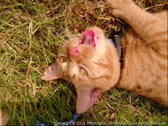 Photo de profil a la cool - Photo de Chats