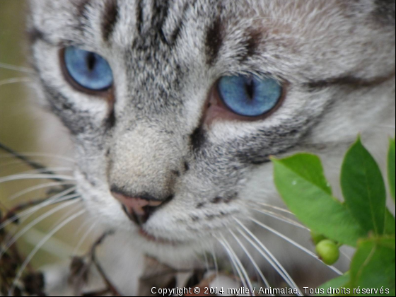 Néo - Photo de Chats