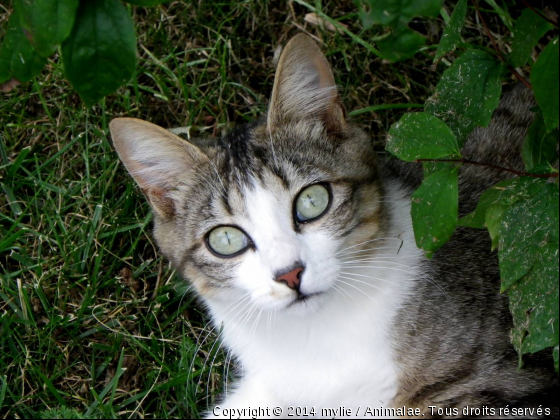 clochette - Photo de Chats