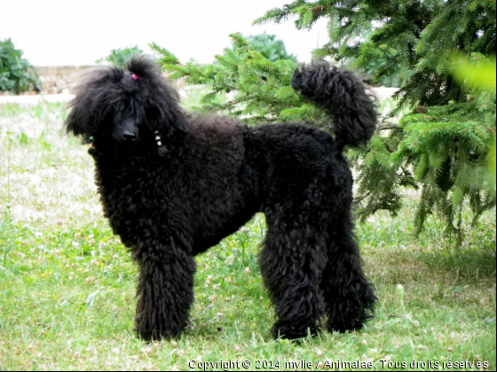 fusain noir du pilier bleu  - Photo de Chiens