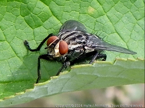 mouche - Photo de Microcosme