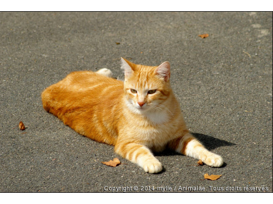 rusty - Photo de Chats