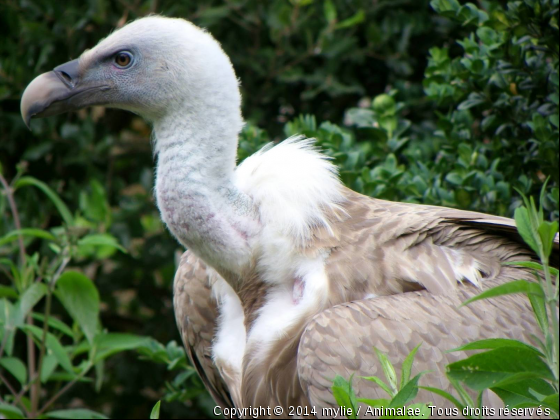 vautour - Photo de Oiseaux