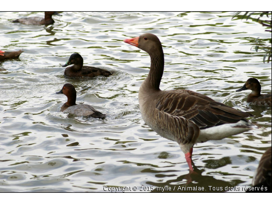 oie - Photo de Oiseaux