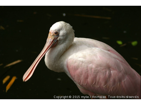 spatule - Photo de Oiseaux