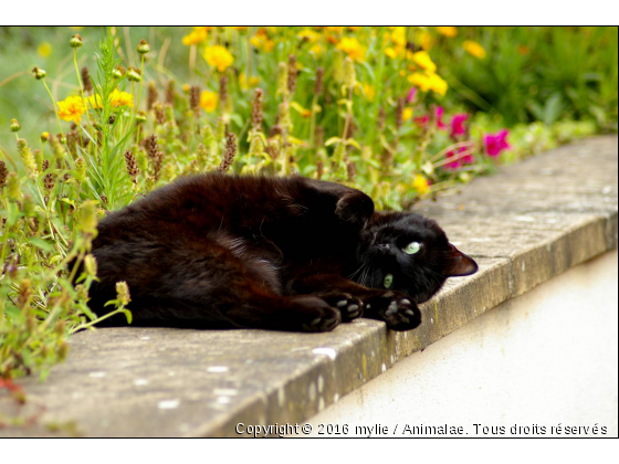 maya - Photo de Chats