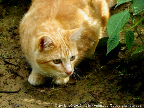 rusty - Photo de Chats