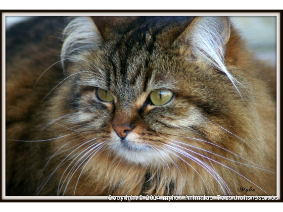 Chloé - Photo de Chats