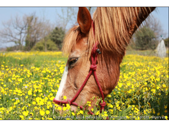 Cheval dans un champ .  - Photo de Chevaux