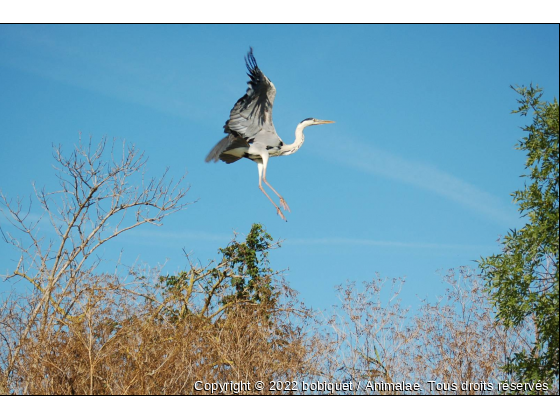 envol - Photo de Oiseaux