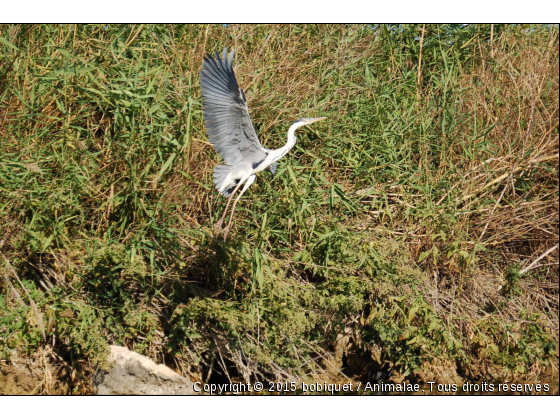 envol - Photo de Oiseaux