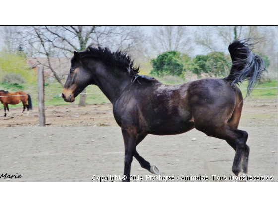 Maksimile - Photo de Chevaux