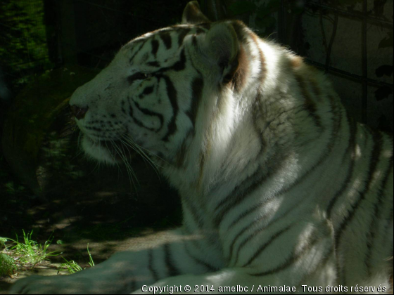 Tigre Blanc - Photo de Animaux sauvages