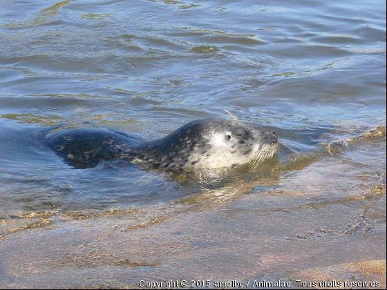 Phoque - Photo de Faune marine