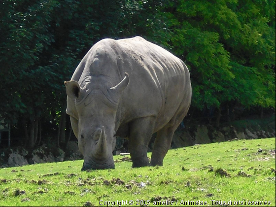 Rhinocéros - Photo de Animaux sauvages