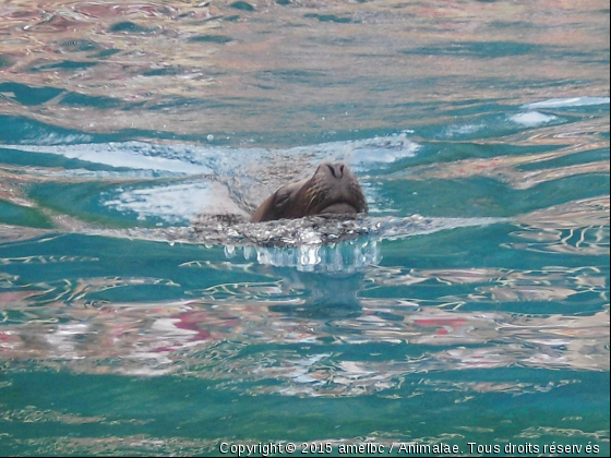 Otarie - Photo de Faune marine