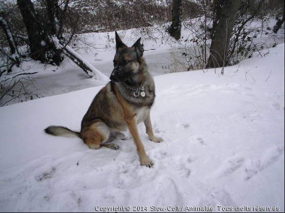 Brrrrrrrrrrr !!!  froid aux fesses , on va jouer ??? - Photo de Chiens