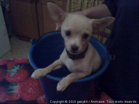 gaby 2 mois!!! - Photo de Chiens