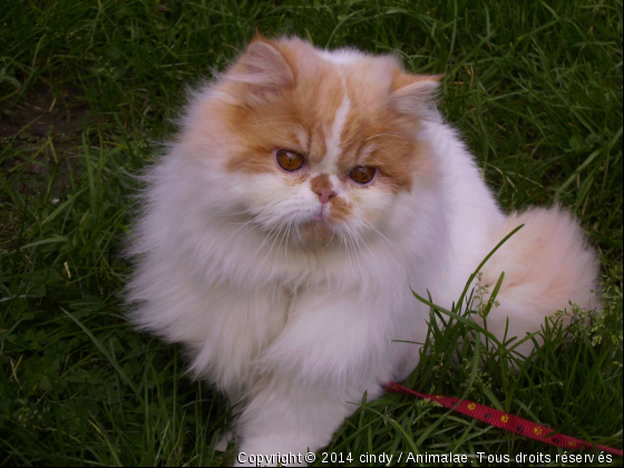 lucky - Photo de Chats