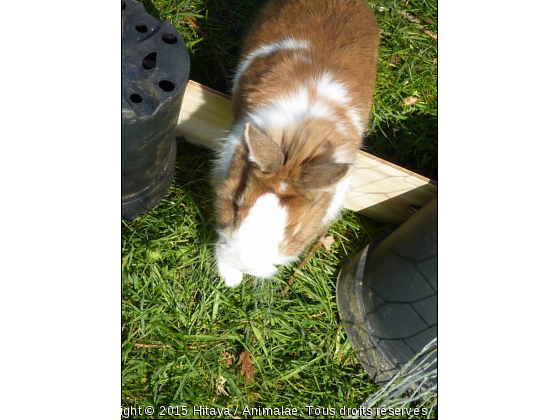 Mon lapin Caramel qui fait du saut d&#039;obstacle - Photo de Rongeurs