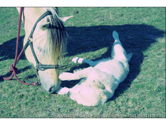 Danja et Féria  - Photo de Chevaux