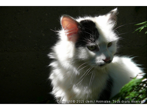 moustache - Photo de Chats